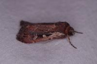 Xestia agathina