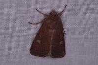 Xestia xanthographa