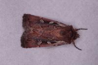 Xestia agathina