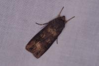 Agrotis ipsilon