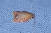 Carcina quercana