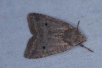 Leptologia lota