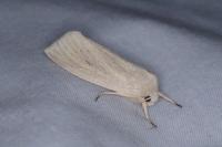 Rhizedra lutosa