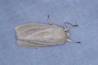 Rhizedra lutosa