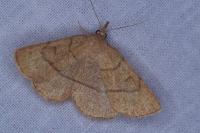 Paracolax tristalis