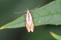 Harpella forficella