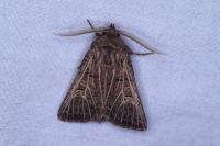 Tholera decimalis