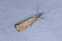 Chrysoteuchia culmella