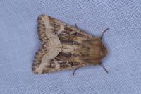 Luperina dumerilii