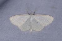Scopula immutata