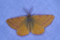 Lythria purpuraria