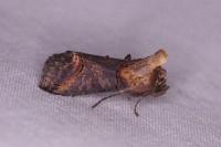 Abrostola triplasia