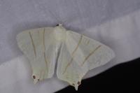 Ourapteryx sambucaria