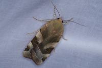Noctua fimbriata