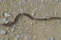 Thaumetopoea processionea