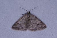 Pseudoterpna coronillaria