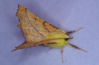Ennomos alniaria