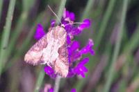 Lateroligia ophiogramma