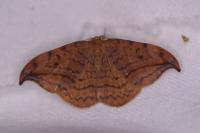 Drepana curvatula