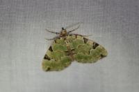 Colostygia pectinataria