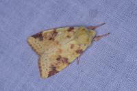 Cirrhia icteritia