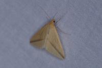 Rhodometra sacraria