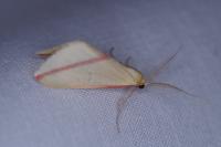 Rhodometra sacraria