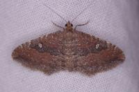 Nycterosea obstipata