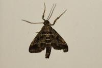 Duponchelia fovealis
