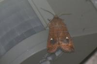 Eupsilia transversa