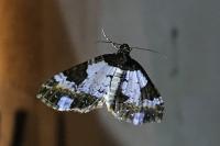 Melanthia procellata