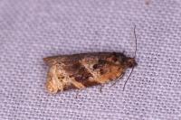 Argyrotaenia ljungiana