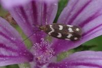 Scythris scopolella