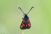Zygaena trifolii