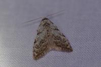 Nola confusalis