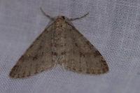 Trichopteryx carpinata