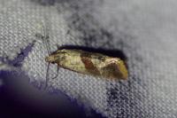 Falseuncaria ruficiliana