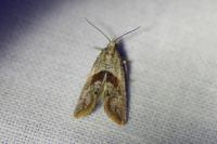 Falseuncaria ruficiliana