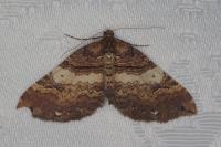 Earophila badiata