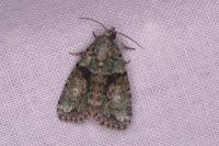 Cryphia algae