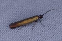 Coleophora