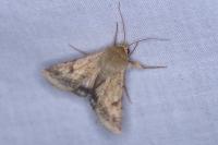 Helicoverpa armigera