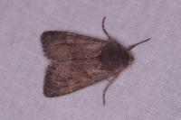 Aporophyla lueneburgensis