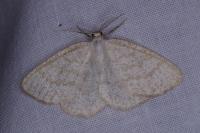 Cabera exanthemata