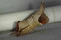 Clostera curtula