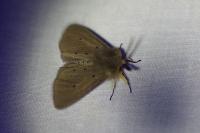 Diaphora mendica