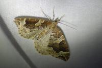 Eulithis prunata
