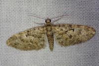 Eupithecia dodoneata