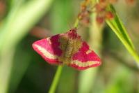 Lythria cruentaria