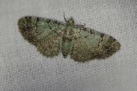 Pasiphila rectangulata